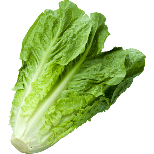 Fresh Romaine Lettuce