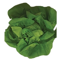 Sustainable Local Foods Buttercrunch Lettuce