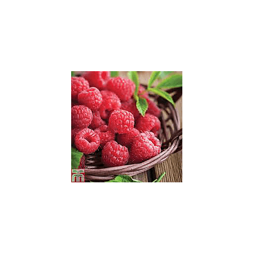 Raspberries