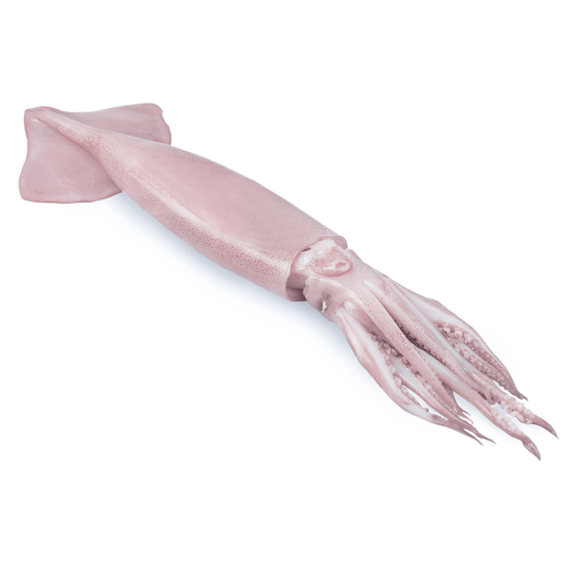 Angels Gate Frozen Squid