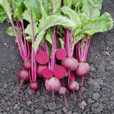 Beet Merlin F1 Seed Harris Seeds