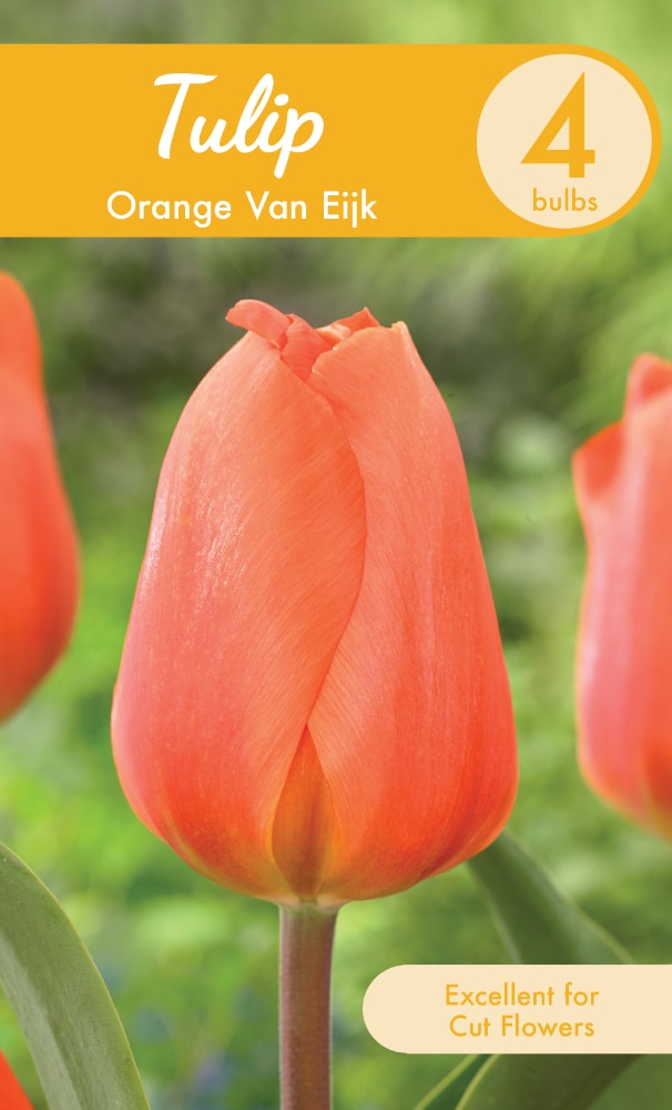 Garden State Bulb Orange Van Eijk Tulip Bulbs