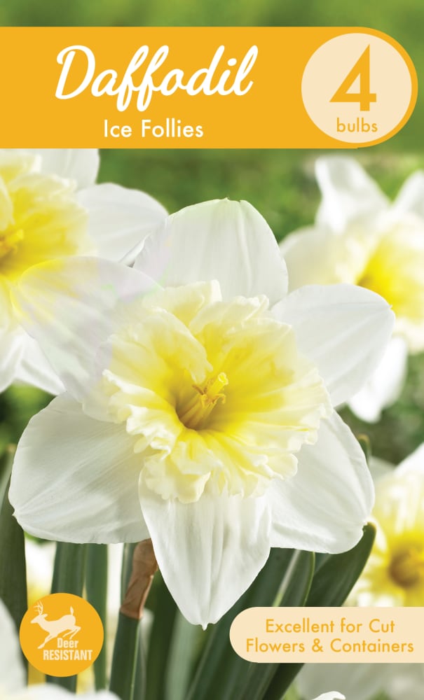 Garden State Bulb Ice Follies Daffodil Bulbs