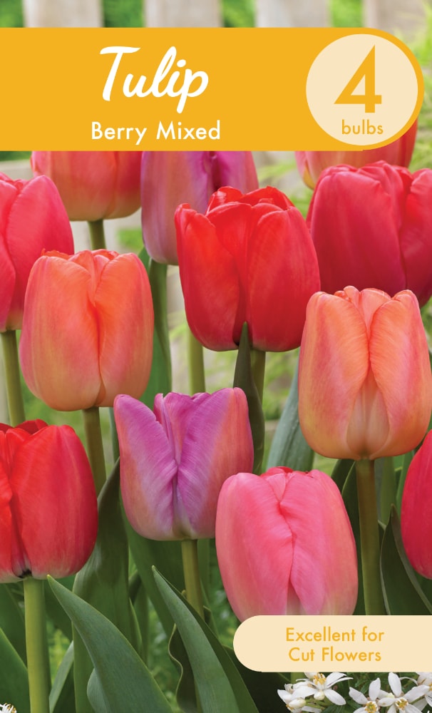 Berry Mixed Tulip Bulbs