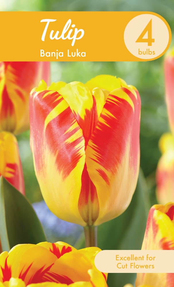 Banja Luka Tulip Bulbs