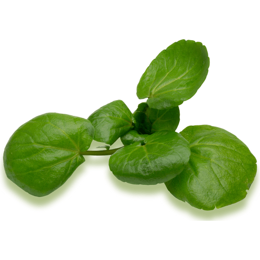 Petes Living Greens Upland Cress