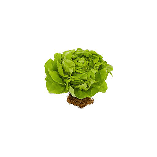 Live Gourmet Hydro Living Lettuce Trio