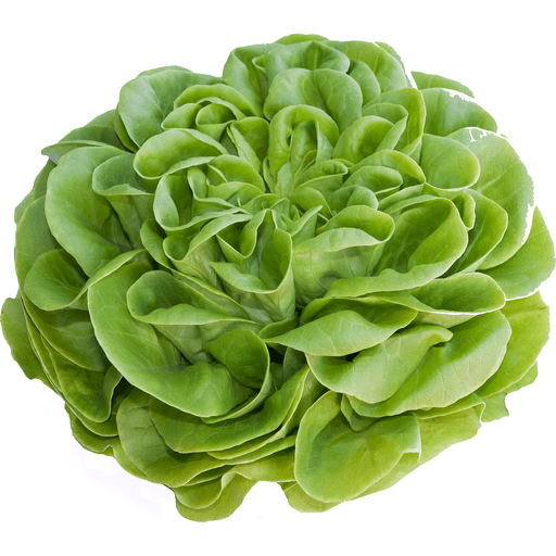 Petes Living Butter Lettuce, Organic