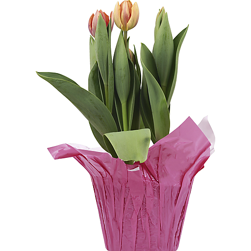 NA Tulips