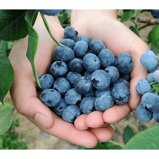 Fresh Blueberries
