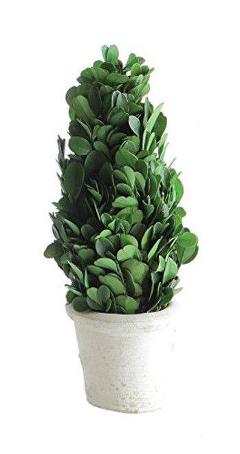 Creative Co-op Small Boxwood Cone Shaped Topiary In Clay Pot