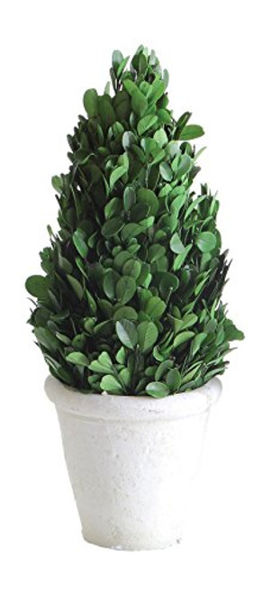 Creative Co-op 11" Preserved Boxwood Cone Shaped Clay Pot Topiary, Medium, Green
