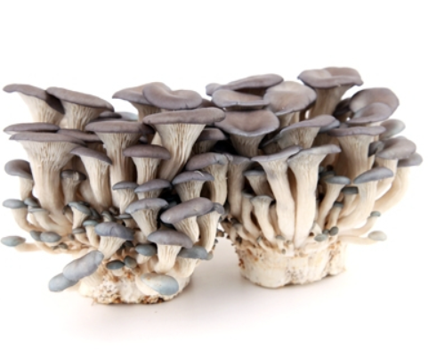 느타리 버섯 Shimeji Mushroom 300g