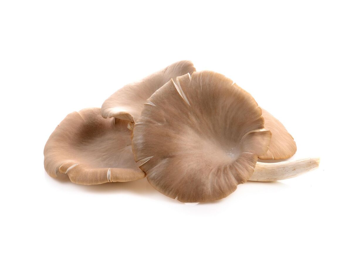 Mushroom - King Oyster, Fresh