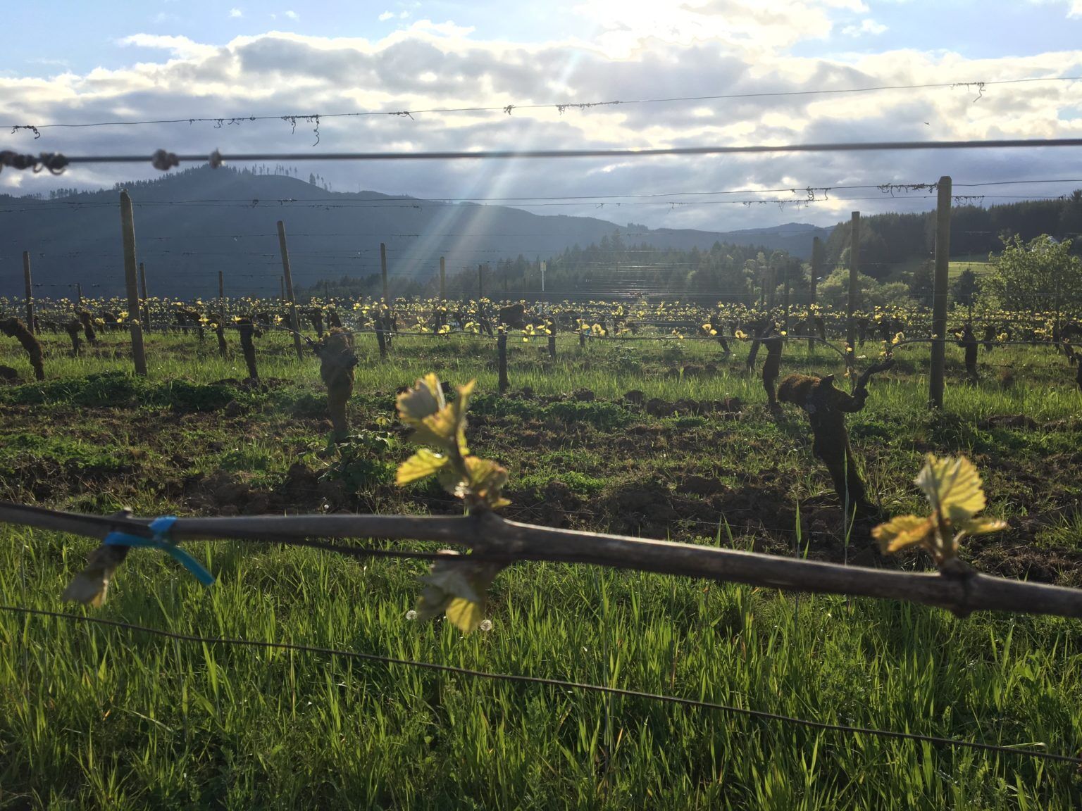 Stuhlmuller Vineyards Alexander Cabernet